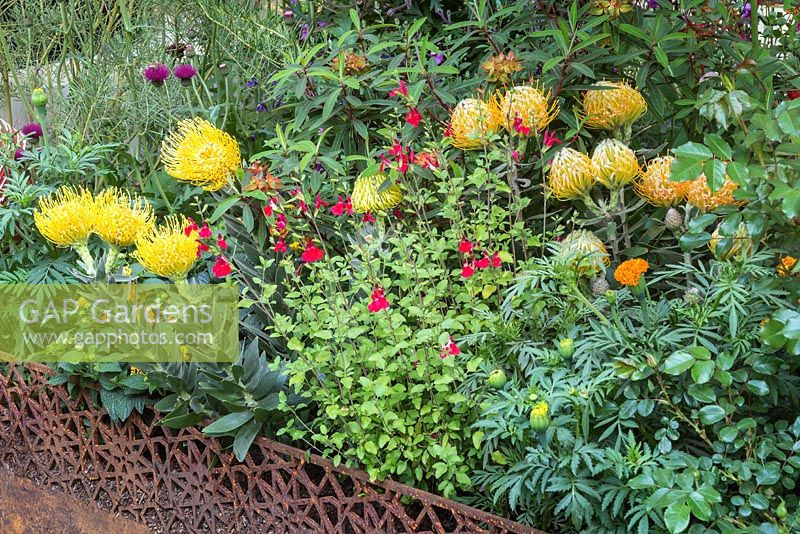 Mixed colourful planting in The British Council Garden - India: A Billion Dreams. Sponser: British Council, RHS Chelsea Flower Show, 2018.
