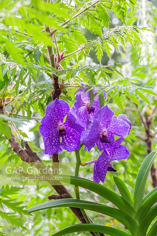 Vanda Blue orchid and RHus typhina in The British Council Garden - India: A Billion Dreams. Sponser: British Council, RHS Chelsea Flower Show, 2018.
