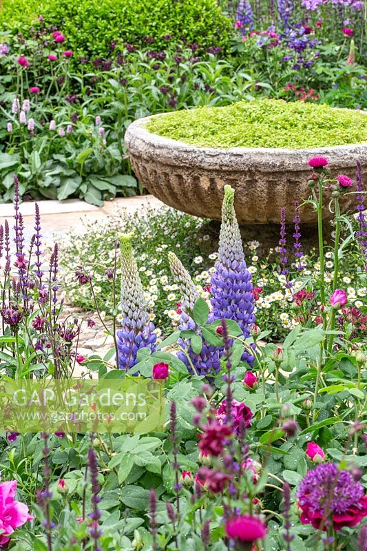 View over mixed border to stone font planted with Soleirolia - Mind your own business A Very English Garden. Sponsor: The Claims Guys, RHS Chelsea Flower Show, 2018.
