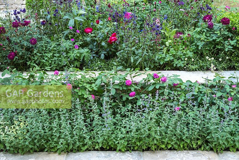 Colourful mixed planting in formal show garden. A Very English Garden. Sponsor: The Claims Guys, RHS Chelsea Flower Show, 2018.
