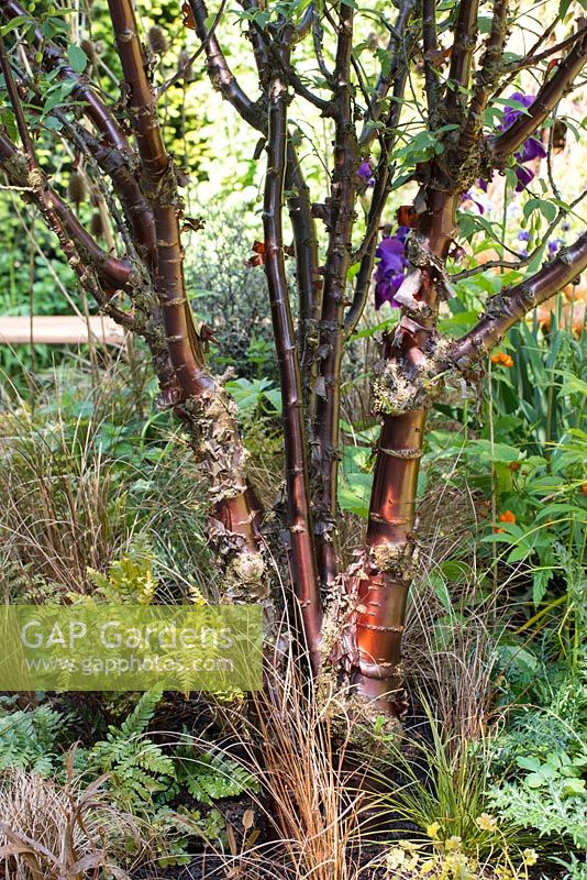 Prunus serrula - The Embroidered Minds Epilepsy Garden, RHS Chelsea Flower Show 2018