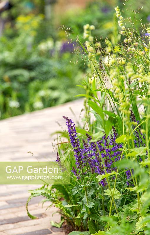 Path edged with Salvia, Asplenium and Briza media - RHS Feel Good Garden - Built by Rosebank Landscaping - Sponsor: the RHS - RHS Chelsea Flower Show 2018