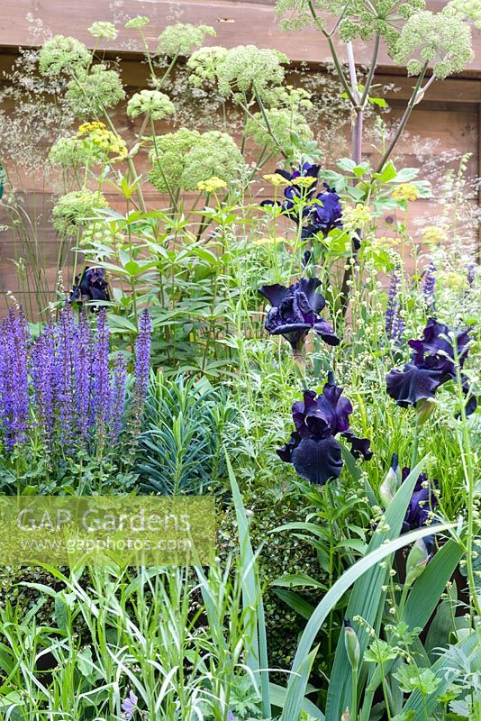 Bearded Iris 'Black Tie Affair' with Angelica archangelica and Salvia nemorosa 'Amethyst' - RHS Feel Good Garden - Built by Rosebank Landscaping - Sponsor: the RHS - RHS Chelsea Flower Show 2018