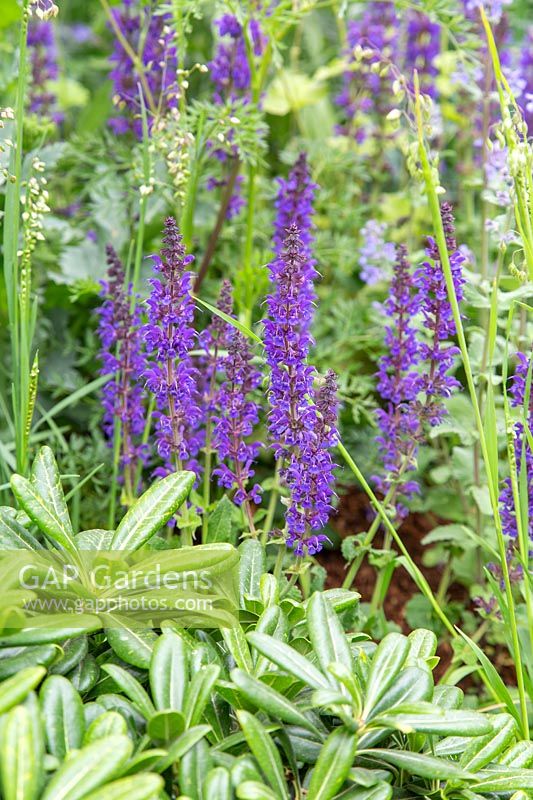 Pittosporum tobira 'Nana' and Salvia - RHS Feel Good Garden - Built by Rosebank Landscaping - Sponsor: the RHS - RHS Chelsea Flower Show 2018