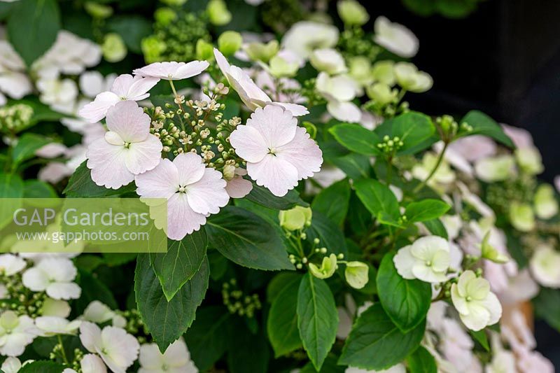 Hydrangea 'Runaway Bride' - Best Flower - The Sun Stand - RHS Chelsea Flower Show 2018