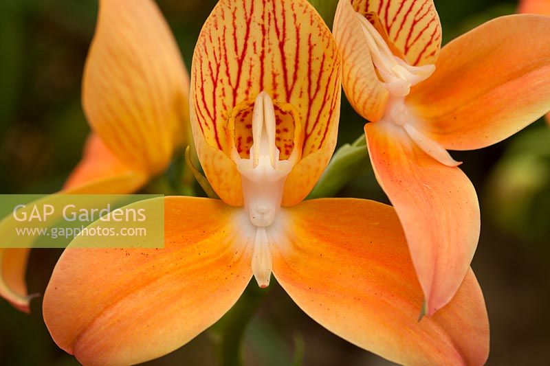 Disa 'Sids Favourite' - Orchideengarten Marei Karge - RHS Chelsea Flower Show 2018