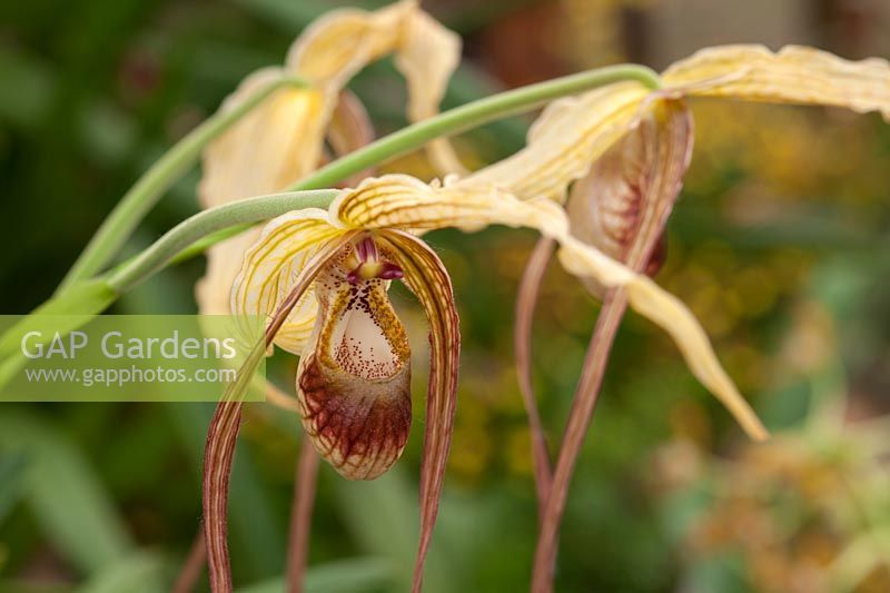 Phragmipedium humboldtii - Orchideengarten Marei Karge - RHS Chelsea Flower Show 2018