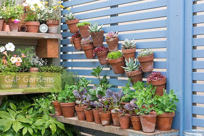 Garden shelving with a display of young plants, succulents and annuals - RHS Chelsea Flower Show 2018