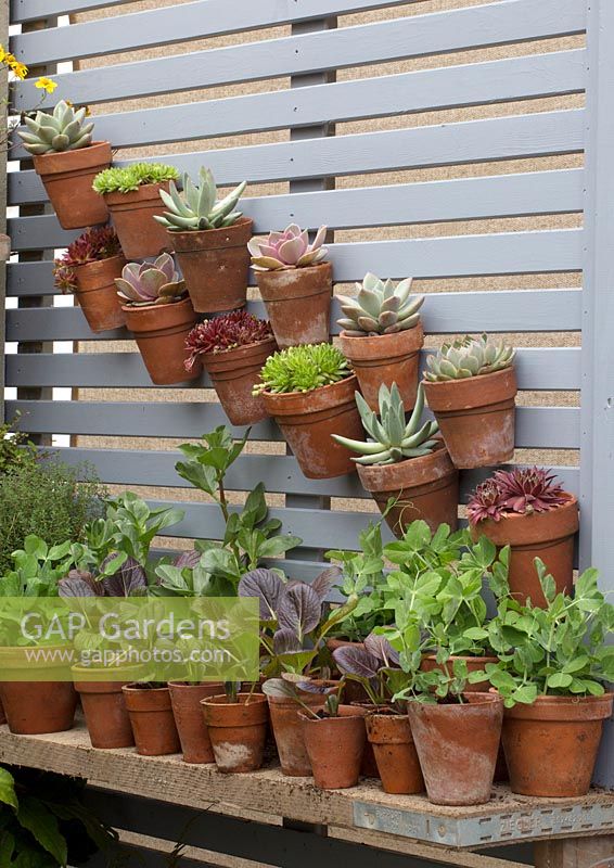 Small pots of succulents on fence, vertical gardening - RHS Chelsea Flower Show 2018