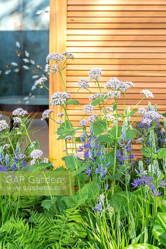 The Morgan Stanley Garden for the NSPCC - Mixed planting with Camassia and Valeriana pyrenaica - Sponsor: Morgan Stanley - RHS Chelsea Flower Show 2018