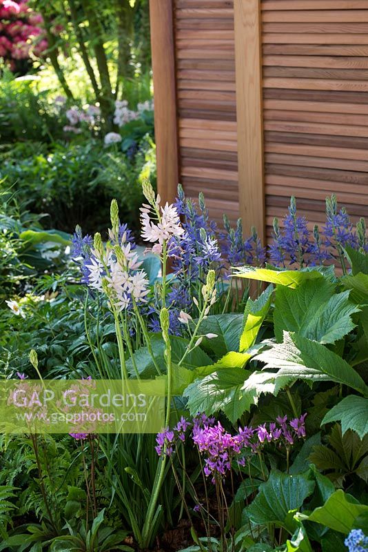 Shady border with Camassia leichtlinii 'Maybelle', Camassia leichtlinii 'Pale Pink', Rodgersia and Dodecatheon meadia - The Morgan Stanley Garden for the NSPCC - Sponsor: Morgan Stanley - RHS Chelsea Flower Show 2018