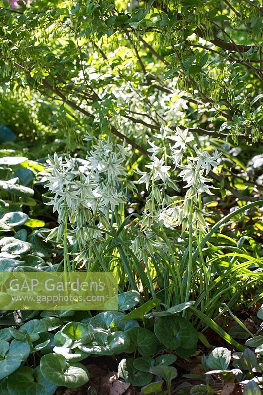 Ornithogalum nutans - The Morgan Stanley Garden for the NSPCC - Sponsor: Morgan Stanley - RHS Chelsea Flower Show 2018