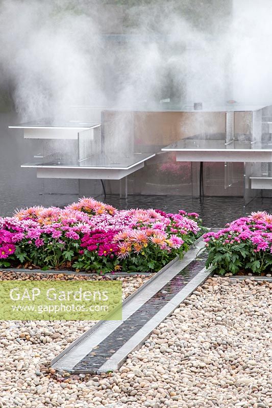 Water rill and Chrysanthemum in square beds, steam rising from the water - The Wuhan Water Garden, China. Sponsor: Creativersal, RHS Chelsea Flower Show, 2018. 