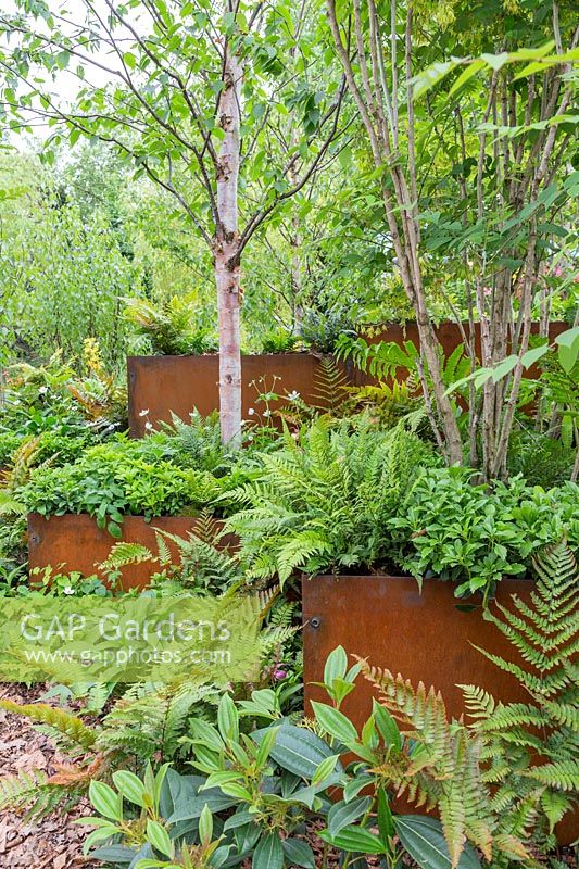 Metal raised beds with Viburnum, Hostas and ferns at  Wuhan Water Garden, RHS Chelsea Flower Show, 2018