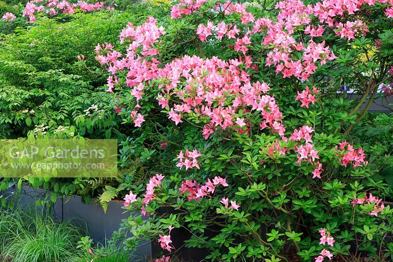 Pink flowering Rhododendron in the Wuhan Water Garden, China. Sponsor: Creativersal, RHS Chelsea Flower Show, 2018.
