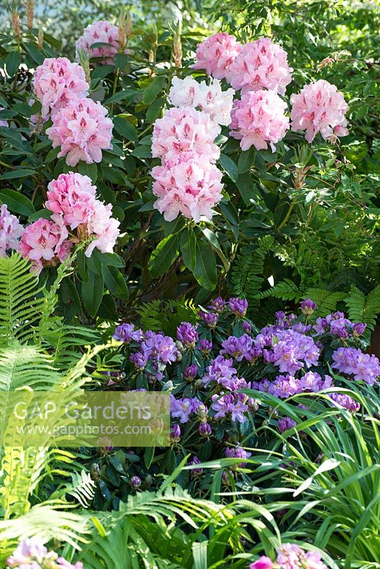 Rhododendron with Matteuccia struthiopteris - Wuhan Water Garden, RHS Chelsea Flower Show, 2018
