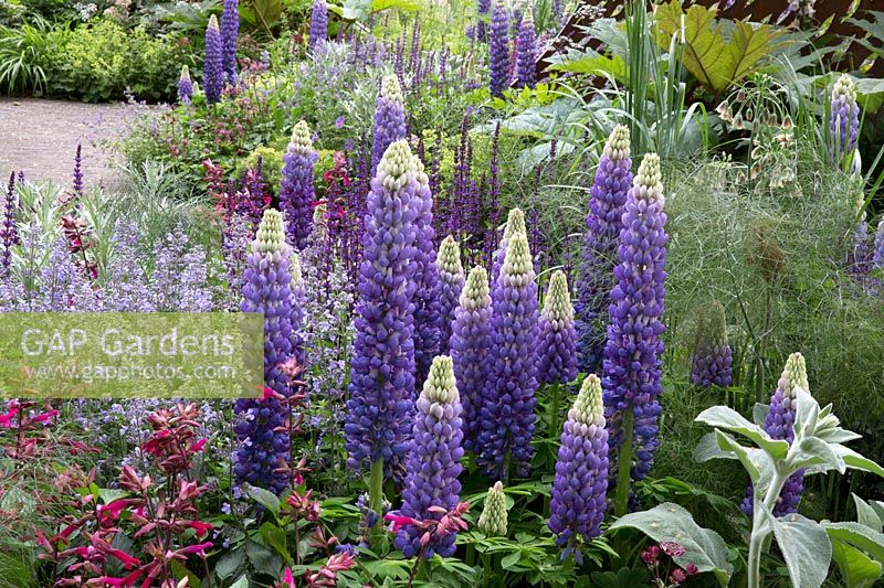 Lupinus 'Persian Slipper' with Salvia, The David Harber and Savills Garden, RHS Chelsea Flower Show, 2018 
