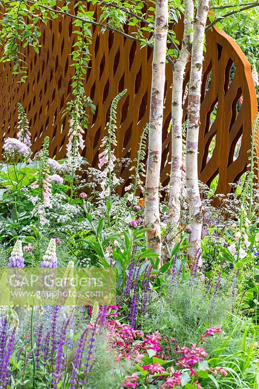 Betula trunks with steel screens, planted with Lupinus, Digitalis and Salvia, The David Harber and Savills Garden, RHS Chelsea Flower Show, 2018 