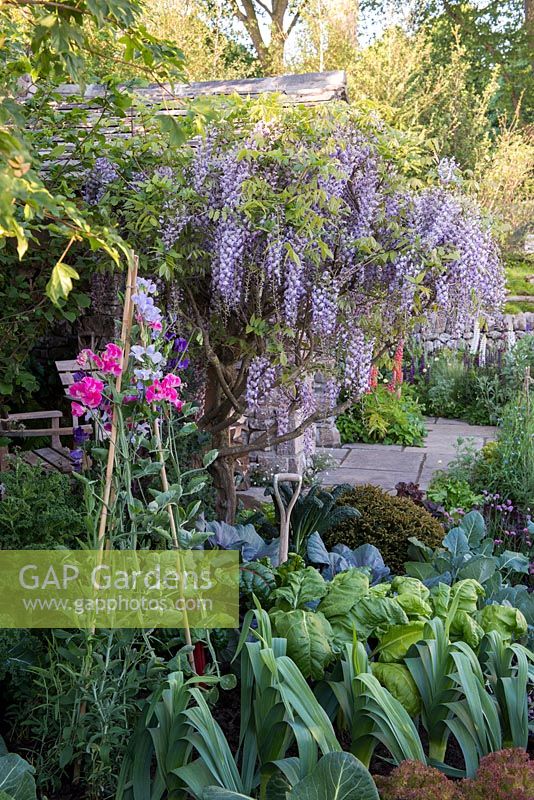 Wisteria sinensis with Chard, Leeks, Cabbages, Kale and Sweet Peas - Welcome to Yorkshire Garden - Sponsor: Welcome to Yorkshire - RHS Chelsea Flower Show 2018