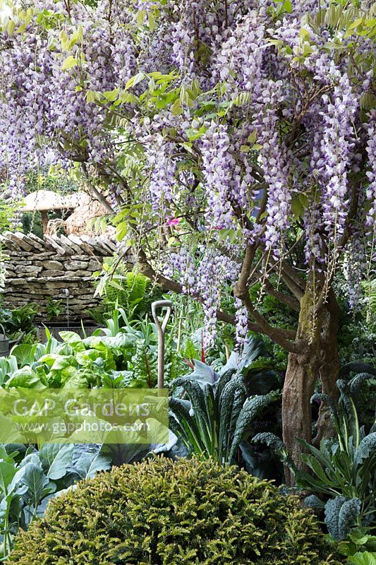 Welcome to Yorkshire Garden - Wisteria and Brassica oleracea Nero di Toscana, Red Cabbage, Beetroot, Rainbow Chard, dry stone wall - Sponsor: Welcome to Yorkshire - RHS Chelsea Flower Show 2018