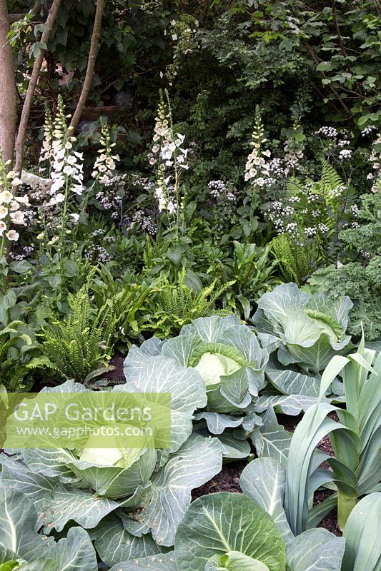 Welcome to Yorkshire Garden - Brassica olercea, Cabbage, Digitalis purpurea 'Albiflora' - Sponsor: Welcome to Yorkshire - RHS Chelsea Flower Show 2018