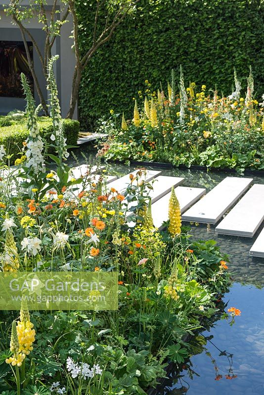 Stepping stones over pool with Lupinus. The LG Eco-City Garden, RHS Chelsea Flower Show, 2018. Sponsor: LG Electronics