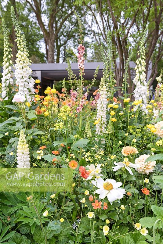Lupinus, Digitalis and Geum. The LG Eco-City Garden, RHS Chelsea Flower Show, 2018. Sponsor: LG Electronics