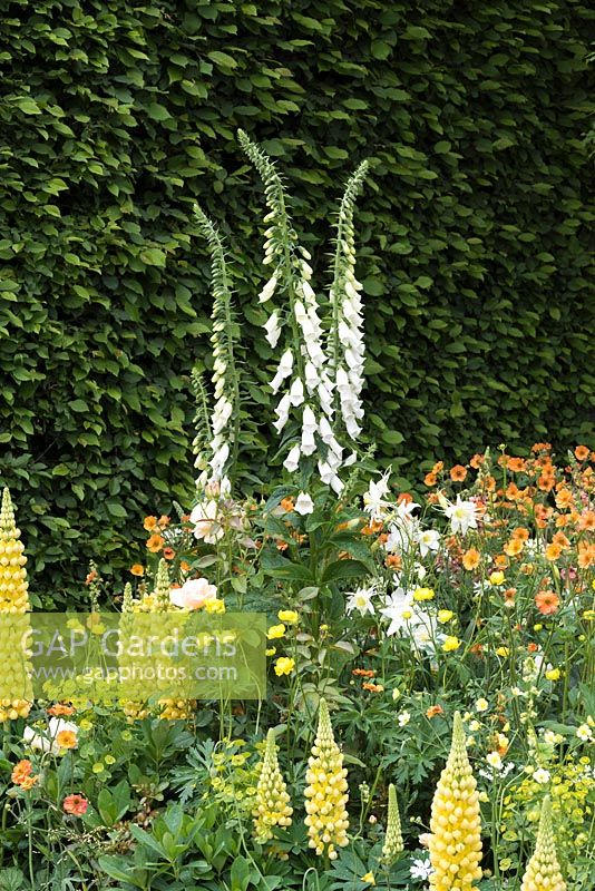 A gold, white and orange colour themed border in The LG Eco-City Garden, Sponsor LG Electronics, RHS Chelsea Flower Show, 2018.