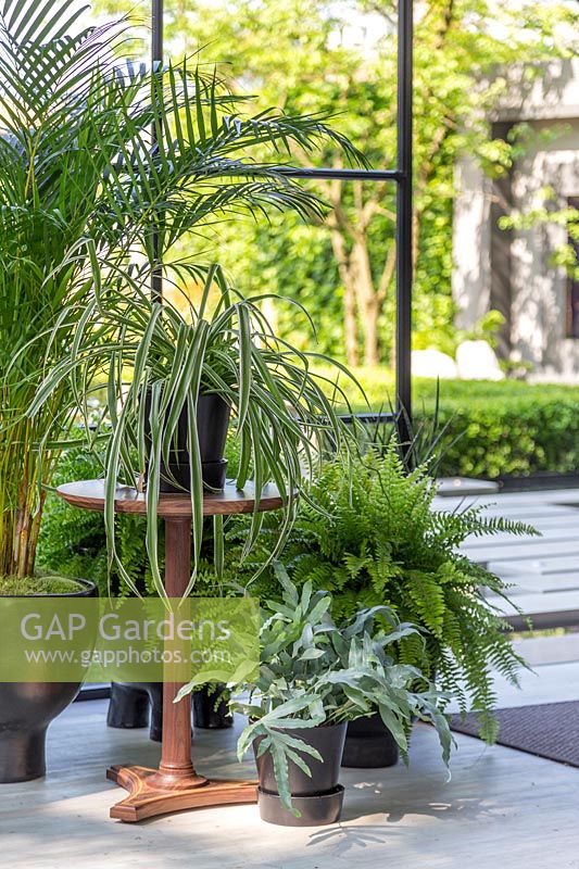 LG Eco-City Garden - House plants including Areca Lutescens Palm and Nephrolepis exaltata - Sword Ferns by window - Sponsor: LG Electronics - RHS Chelsea Flower Show 2018