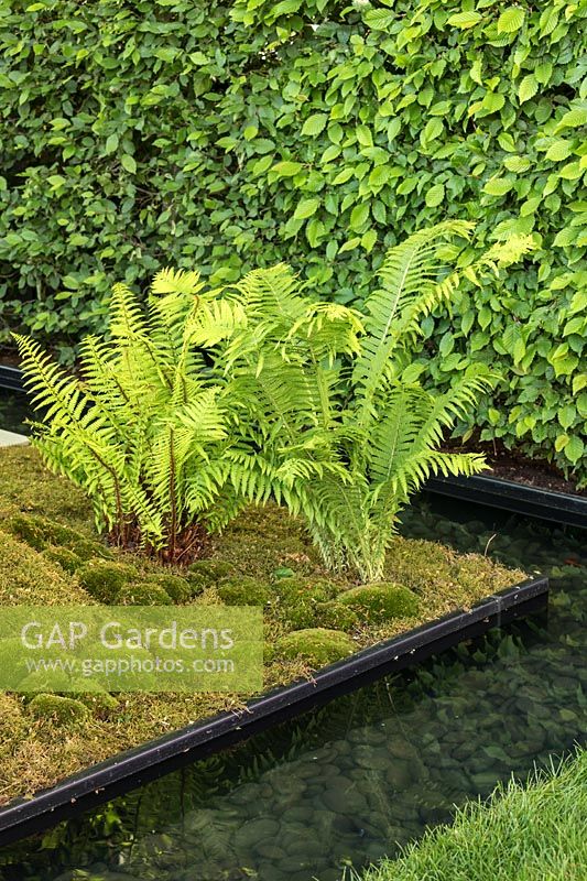 LG Eco-City Garden - Moss and Ferns - Sponsor: LG Electronics - RHS Chelsea Flower Show 2018