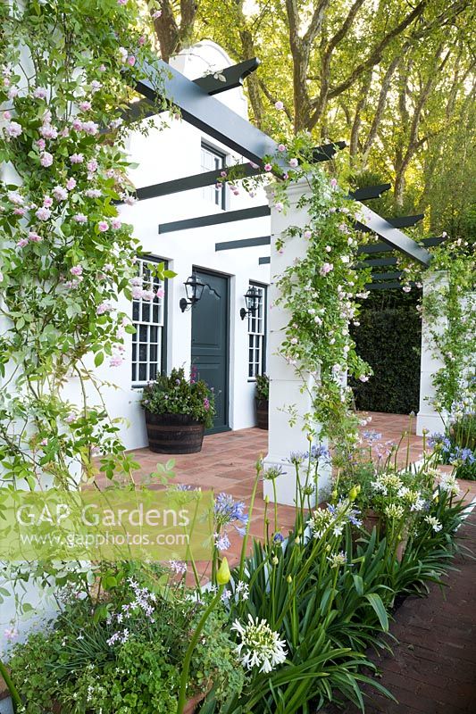 The Trailfinders South African Wine Estate - Pergola with climbing Roses Rosa 'Paul's Himalayan Musk' and Agapanthus praecox - Sponsor: Trailfinders Ltd - Chelsea Flower Show 2018