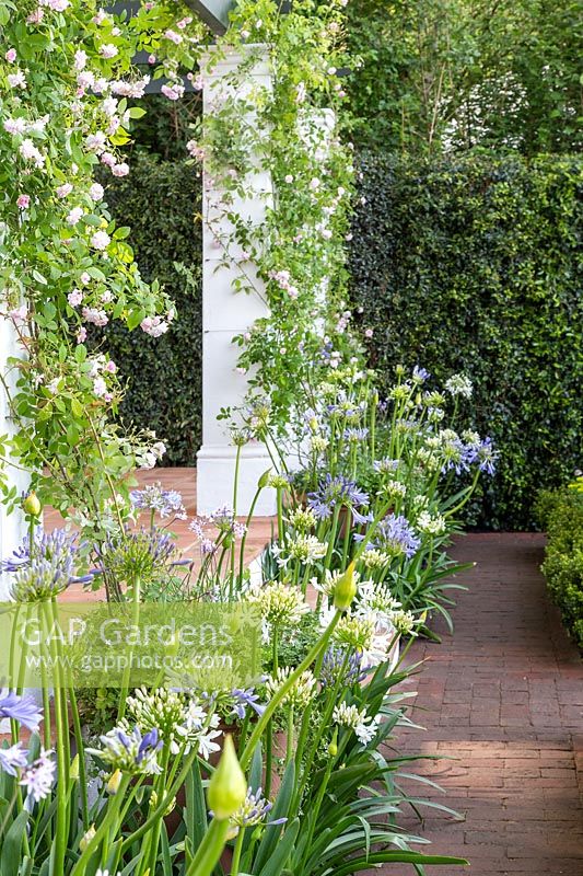 The Trailfinders South African Wine Estate - Pergola with climbing  Rosa 'Paul's Himalayan Musk' and Agapanthus praecox - Sponsor: Trailfinders Ltd - Chelsea Flower Show 2018