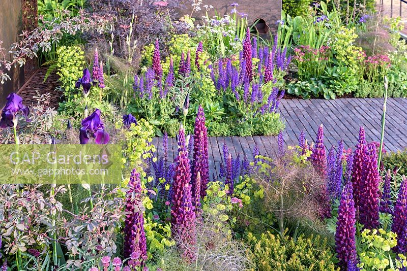 Iris, Salvia and Lupinus 'Masterpiece. Urban Flow garden, RHS Chelsea Flower Show, 2018. Sponsor: Thames Water.