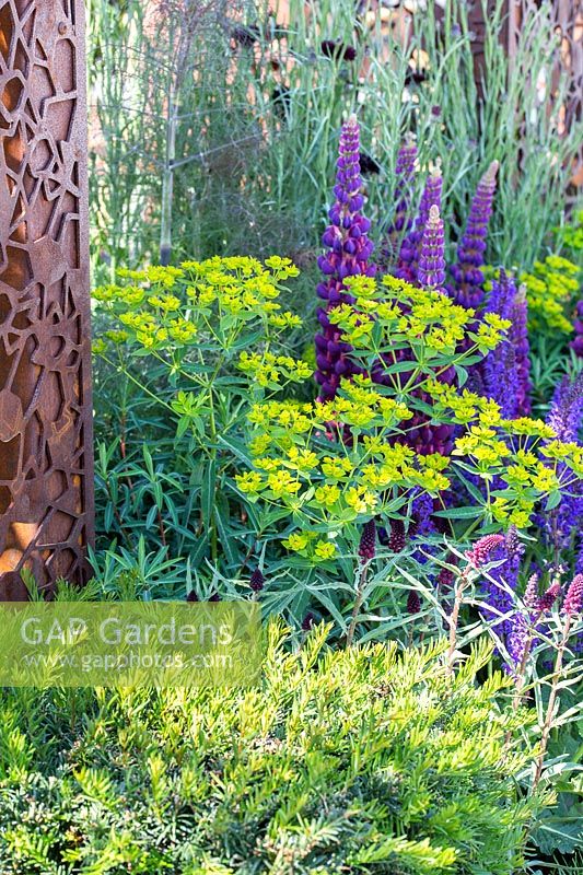 Lupinus 'Masterpiece',  Euphorbia amygdaloides var. robbiae, and Taxus - Urban Flow garden, Sponsor: Thames Water, RHS Chelsea Flower Show, 2018.
