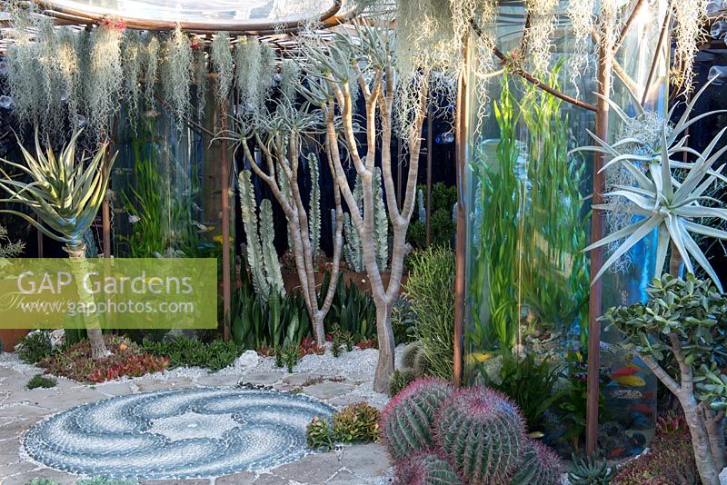 Looking into the Pearlfisher Garden - Underwater garden surrounded by succulents and cacti including, Crassula ovata, Tillandsia usneoides - Sponsors: Pearlfisher, Nigel Colclought and Jason de Caires Taylor - RHS Chelsea Flower Show 2018