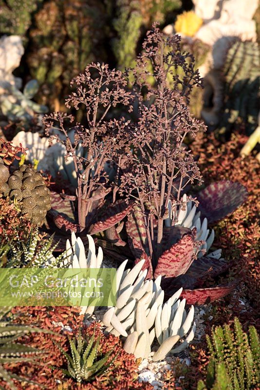 Looking into the Pearlfisher Garden - Cactus and succulents growing around the underwater garden including Crassula ovata, Trichocereus pachanoi f. cristata aurea, Aloe sp and Sedum hispanicum - Sponsors: Pearlfisher, Nigel Colclought and Jason de Caires Taylor - RHS Chelsea Flower Show 2018