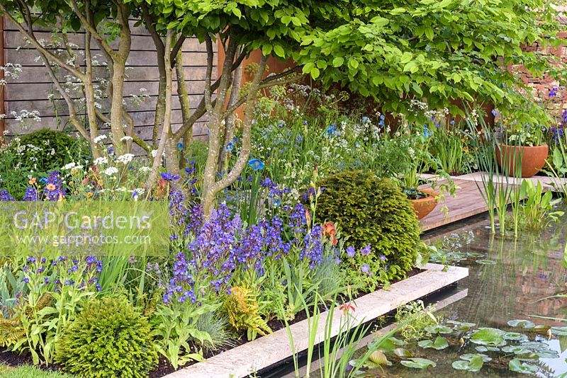 Anchusa azurea 'Dropmore', Geum rivale 'Totally Tangerine' and Carpinus betulus - The Silent Pool Gin Garden - Sponsor: Silent Pool Distillers - RHS Chelsea Flower Show 2018 - Best Space to Grow Garden People's Choice