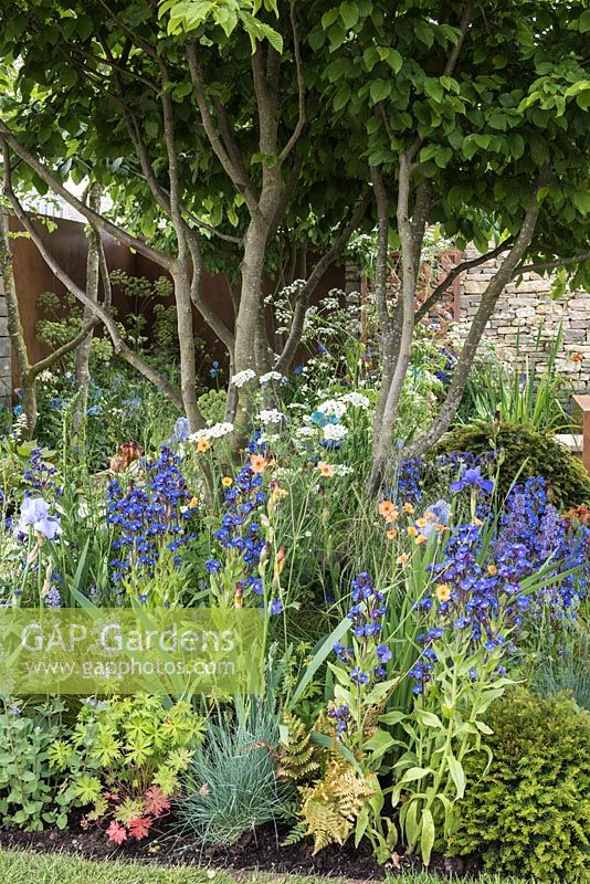 The Silent Pool Gin Garden - Colour themed garden with multi-stemmed Carpinus betulus underplanted with Anchusa, Geum, Iris and Geranium - Sponsor: Silent Pool Distillers - RHS Chelsea Flower Show 2018