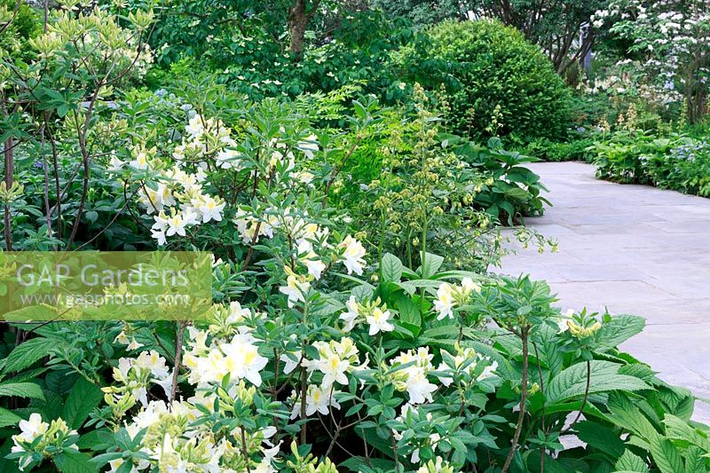 The Weston Garden in the Great Pavilion - Paving pathway with Rhododendrons, Rodgersia and Cornus kousa cv. - Sponsor: Garfield Weston Foundation - RHS Chelsea Flower Show 2018