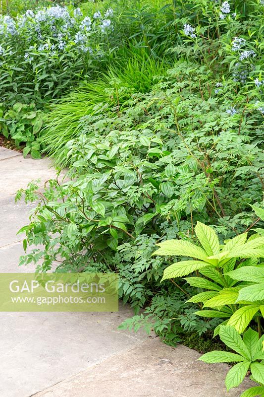 The Weston Garden - path edged by mixed planting including Rhododendrons, Rodgersia and Cornus kousa cv. - Sponsor: Garfield Weston Foundation - RHS Chelsea Flower Show 2018