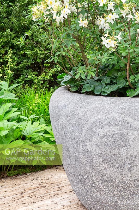 The Weston Garden - Container with Rhododendron davisii underplanted with Asarum - Sponsor: Garfield Weston Foundation - RHS Chelsea Flower Show 2018