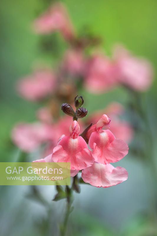 Salvia greggii 'Salmon Dance' - Hummingbird Sage