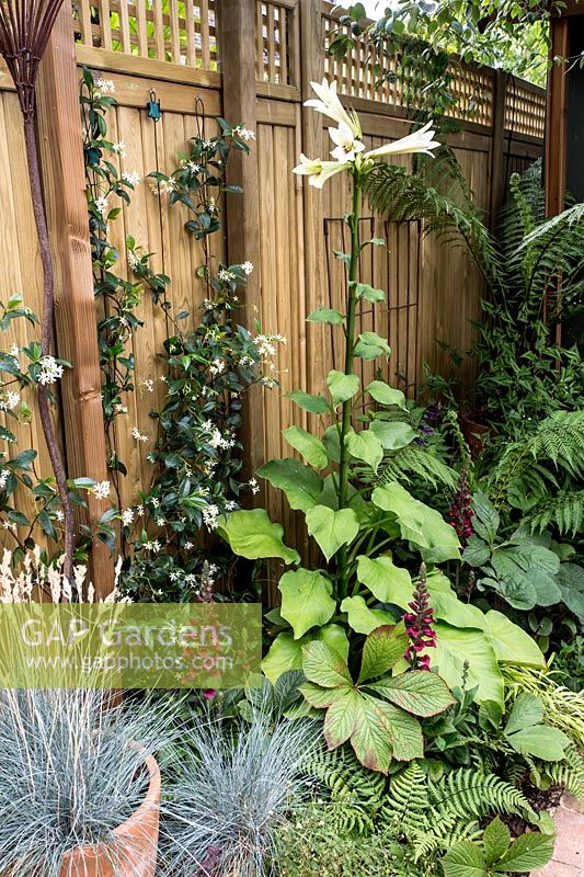 Patio garden border with wooden fence and mixed planting