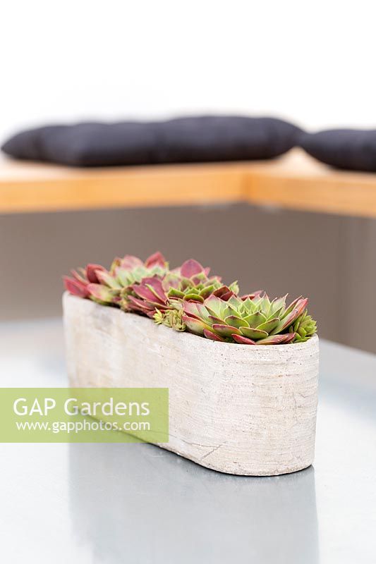 Table decoration in modern container with Sempervivums. 