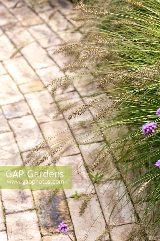 Pennisetum - ornamental grass and brick path