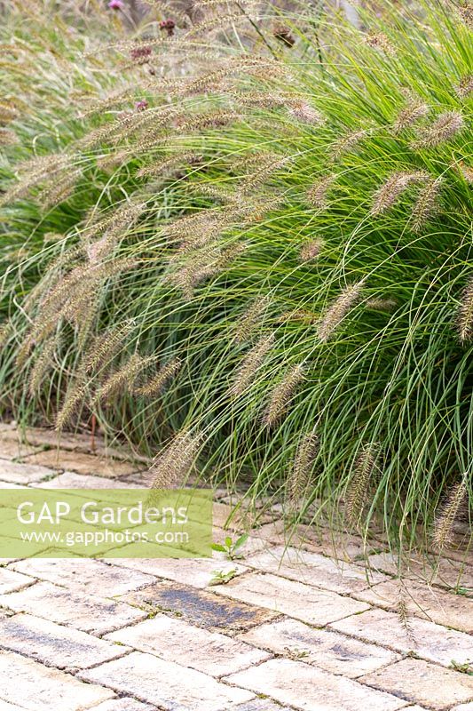 Pennisetum - ornamental grass