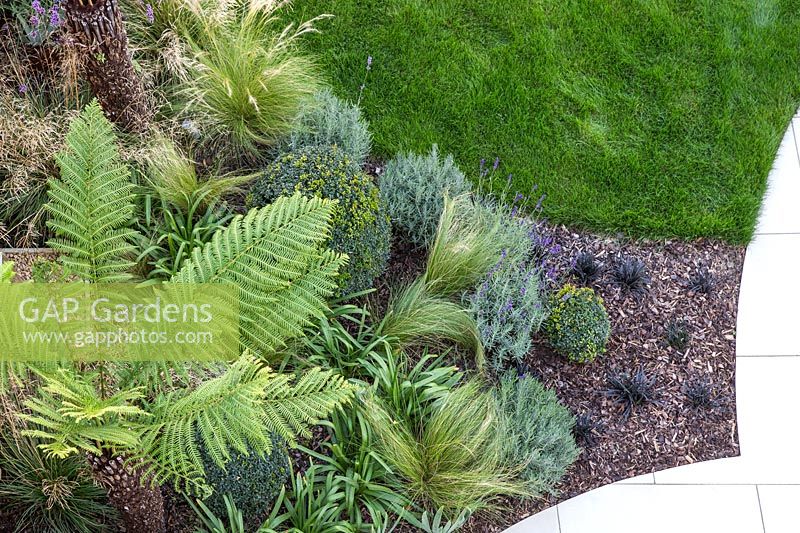 View from above of border with Dicksonia - Tree Fern, Lavender, Buxus, Ophiopogon and Iris