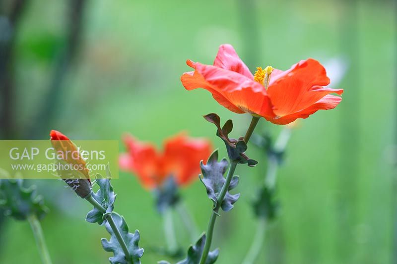 Glaucium flavum var. aurantiacum - orange horned poppy