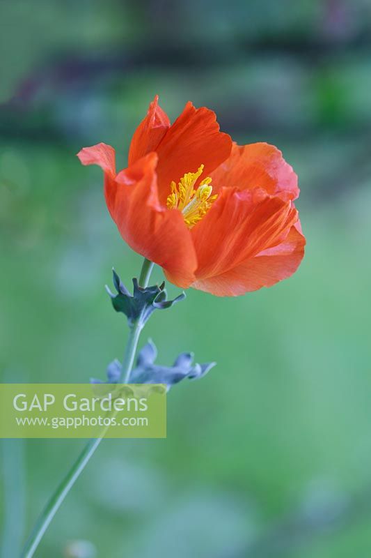 Glaucium flavum var. aurantiacum - Red Horned Poppy