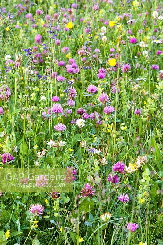 Trifolium pratense - Red clover with Salvia pratensis - Meadow Clary and grasses.